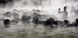 buffalo bathing Poster och Canvastavla