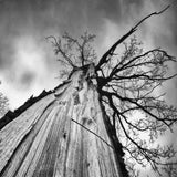 Heart of a tree Poster och Canvastavla