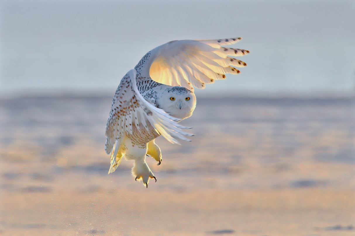 Snowy Owl Poster och Canvastavla