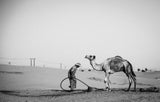 Camel Herder - I Poster och Canvastavla