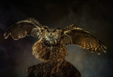 European Eagle Owl Poster och Canvastavla