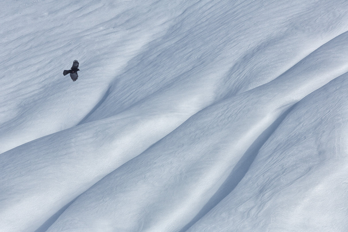 mountain jackdaw Poster och Canvastavla