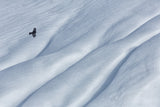 mountain jackdaw Poster och Canvastavla
