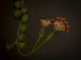 String of Pearls Poster och Canvastavla