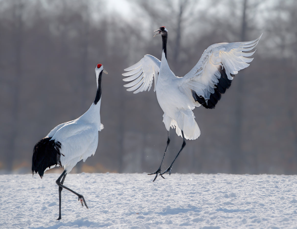 Dancing in the snow Poster och Canvastavla