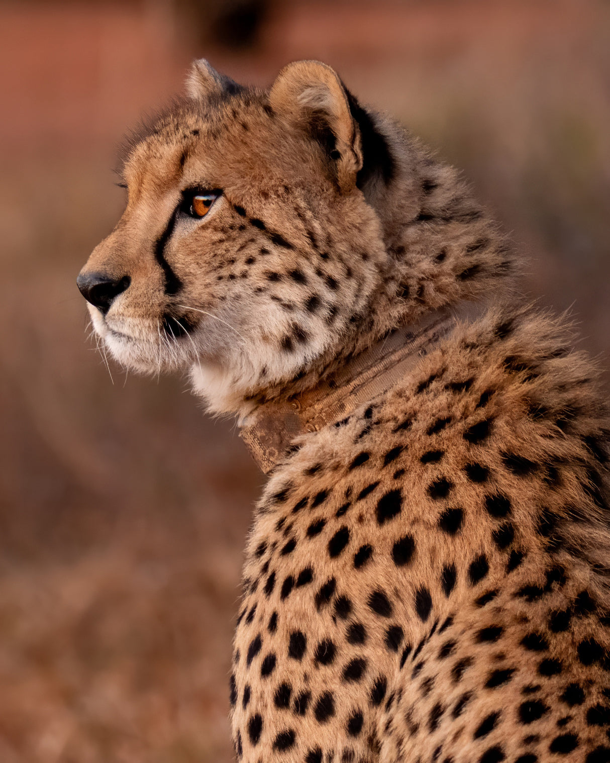 Cheetah At Sunset Poster och Canvastavla