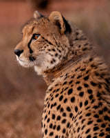Cheetah At Sunset Poster och Canvastavla