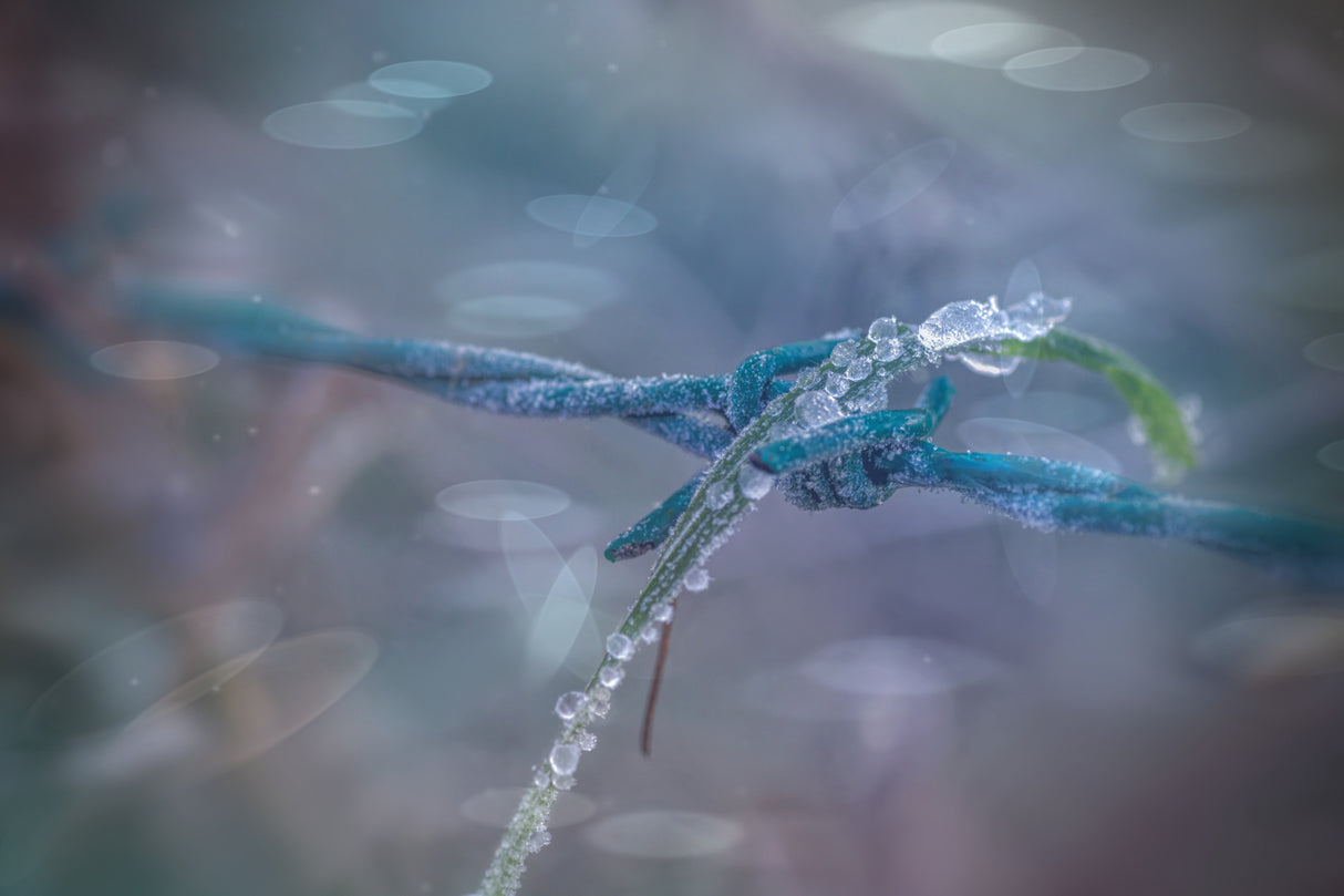 freezing Poster och Canvastavla