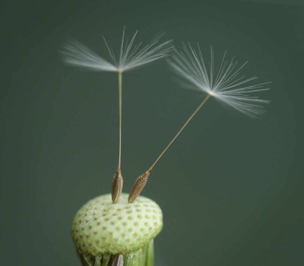 Dandelion Seed Poster och Canvastavla