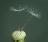 Dandelion Seed Poster och Canvastavla