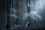 Jungle in the Balkan Mountains Poster och Canvastavla