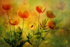 its a poppies world Poster och Canvastavla