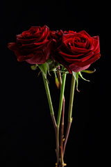 red rose Poster och Canvastavla