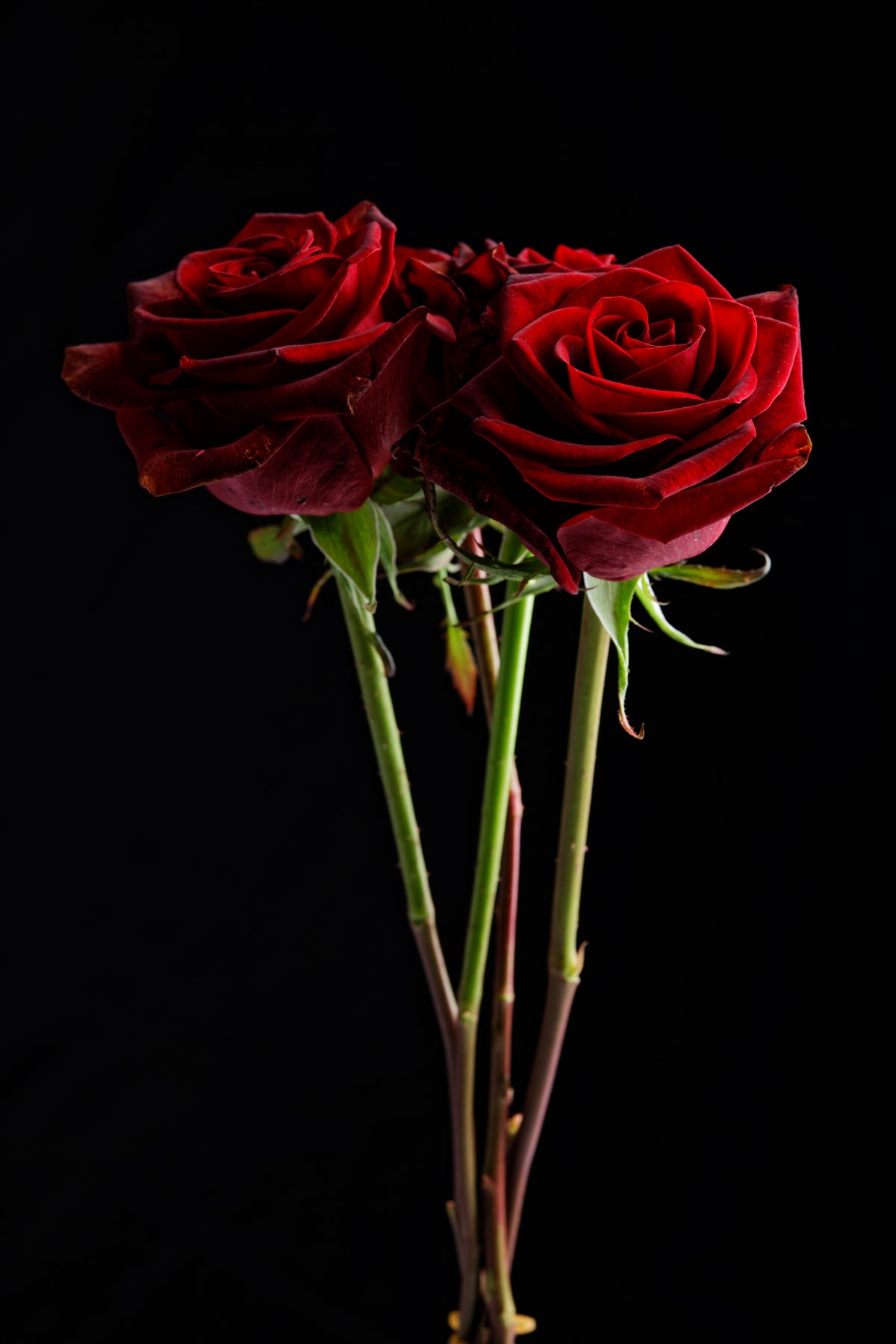 red rose Poster och Canvastavla