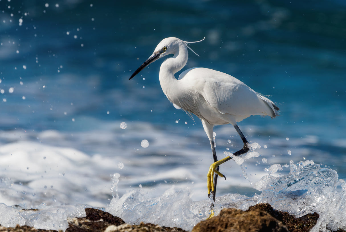 Graceful Little egret. Poster och Canvastavla