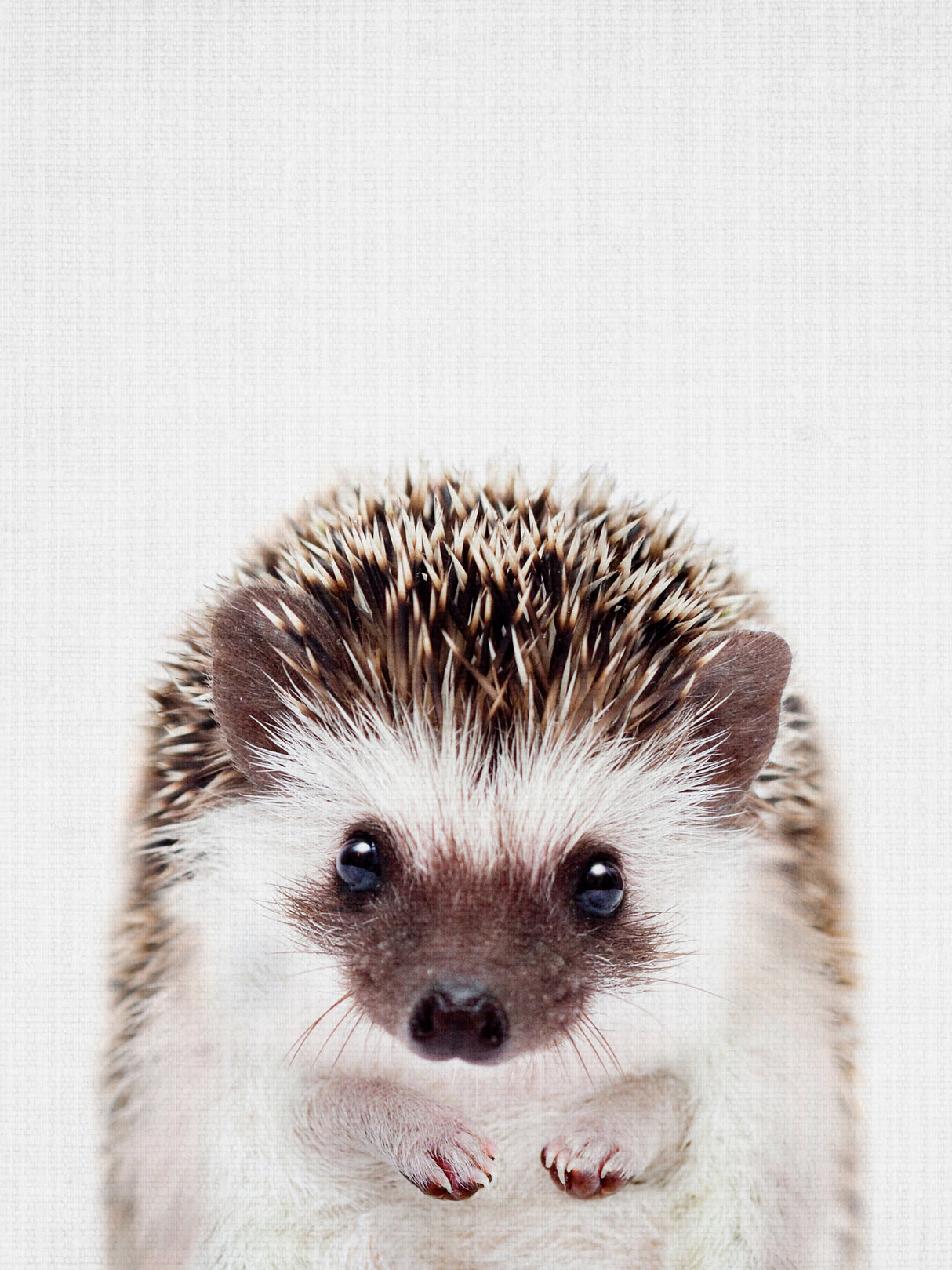 Peekaboo Hedgehog Poster och Canvastavla