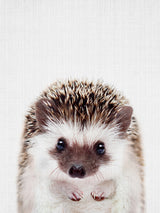 Peekaboo Hedgehog Poster och Canvastavla