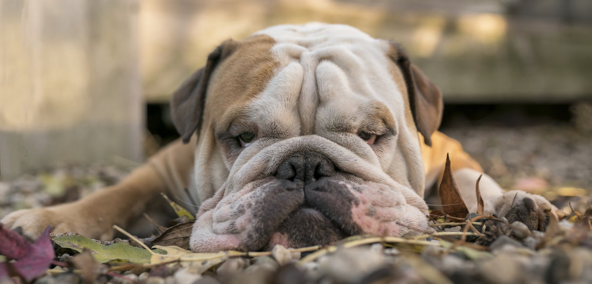 Wide screen Bulldog in Autumn colours Poster och Canvastavla