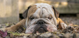 Wide screen Bulldog in Autumn colours Poster och Canvastavla