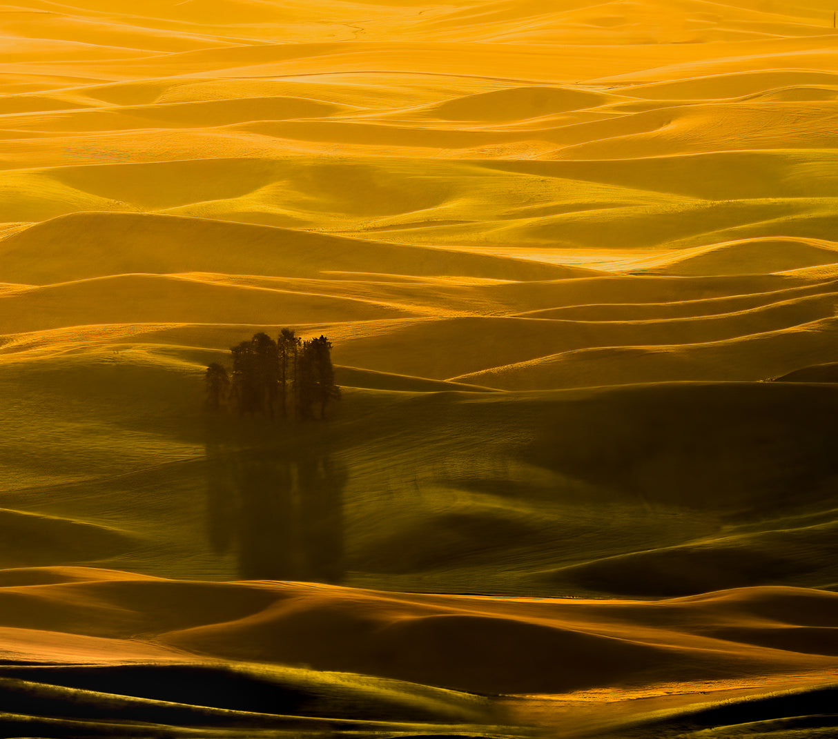 Palouse Field Poster och Canvastavla
