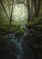 Foggy Stream Poster och Canvastavla