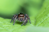 Jumping Spider Poster och Canvastavla
