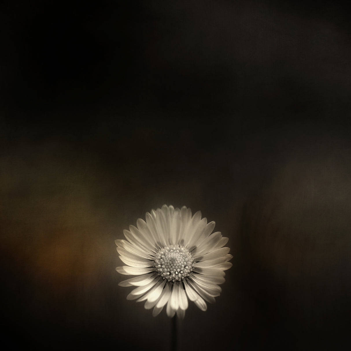 Small Bellis Poster och Canvastavla