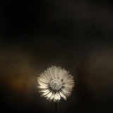 Small Bellis Poster och Canvastavla