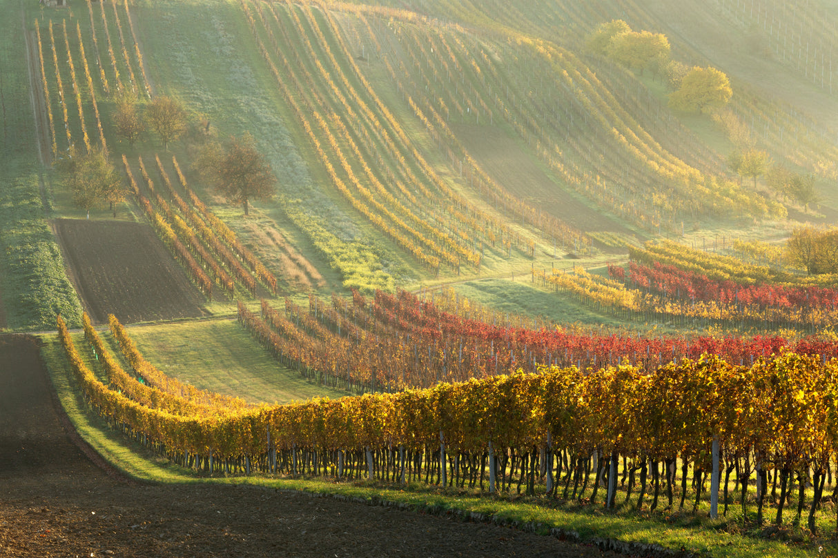 Autumn vineyards Poster och Canvastavla