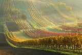 Autumn vineyards Poster och Canvastavla