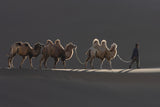 white camel Poster och Canvastavla