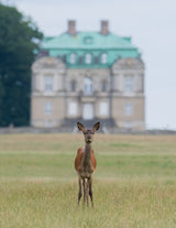 Det boss of the castle Poster och Canvastavla