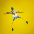 Booted rock-tail Poster och Canvastavla