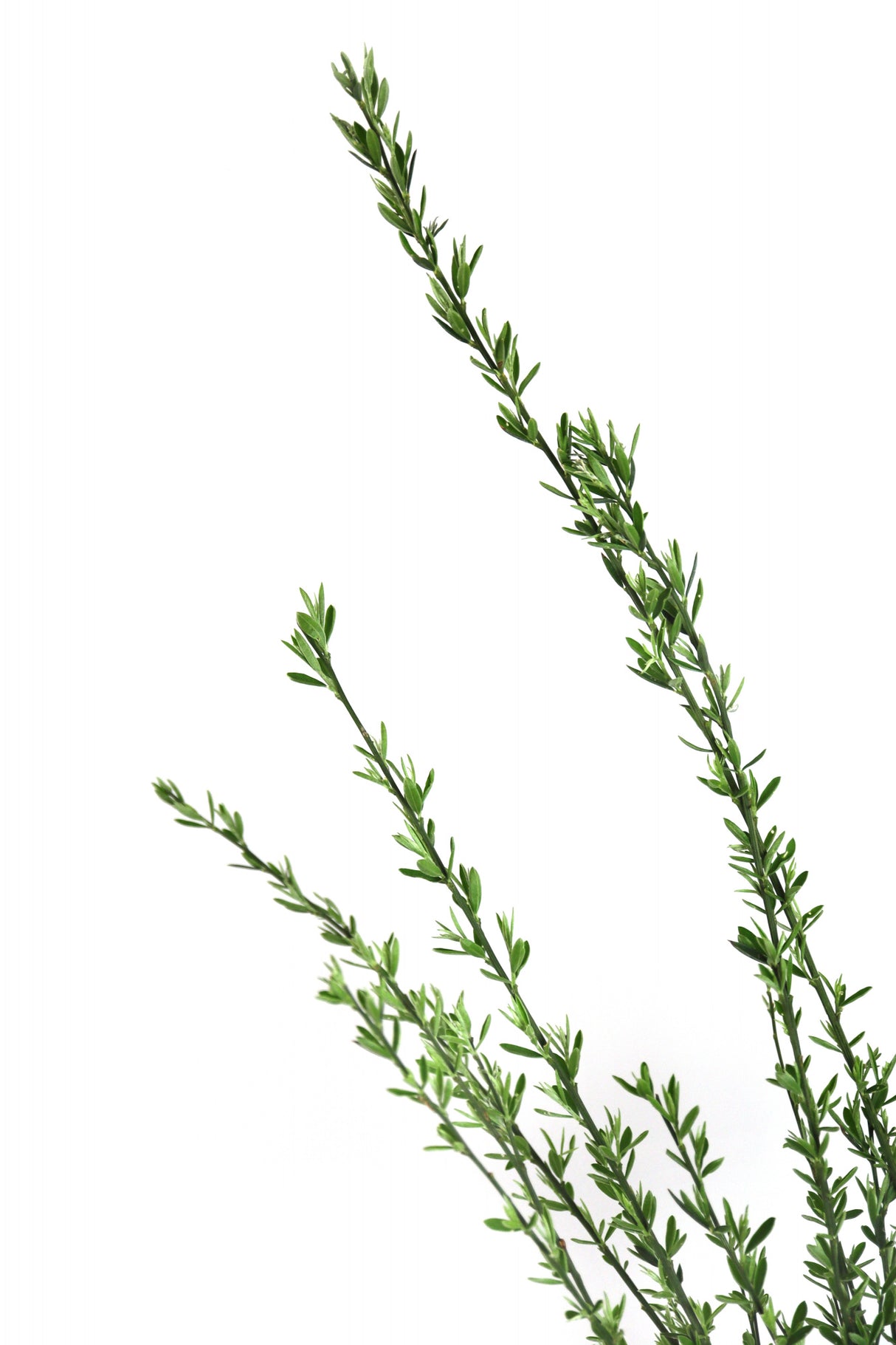 Little green branches Poster och Canvastavla