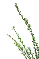 Little green branches Poster och Canvastavla