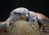 Red-tailed Hawk Poster och Canvastavla