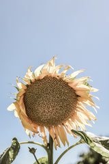 Sunny Bloom Poster och Canvastavla