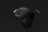 White-tailed Eagle in action Poster och Canvastavla