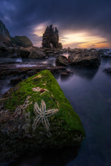 The Starfish Poster och Canvastavla