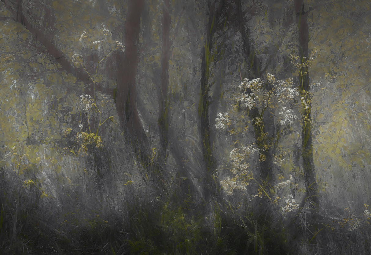 Cow parsley Poster och Canvastavla