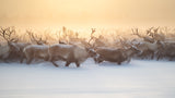 The herd III Poster och Canvastavla