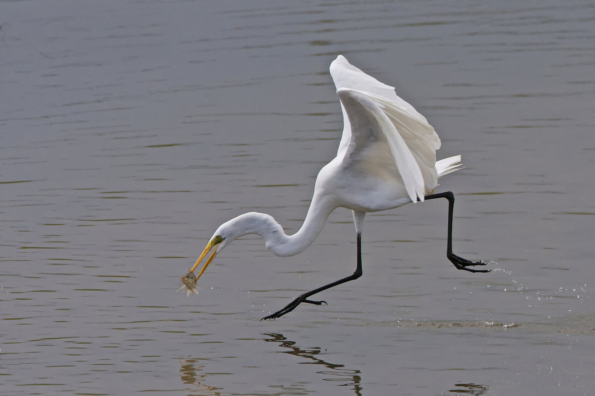 Great Egret Poster och Canvastavla