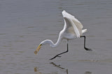 Great Egret Poster och Canvastavla