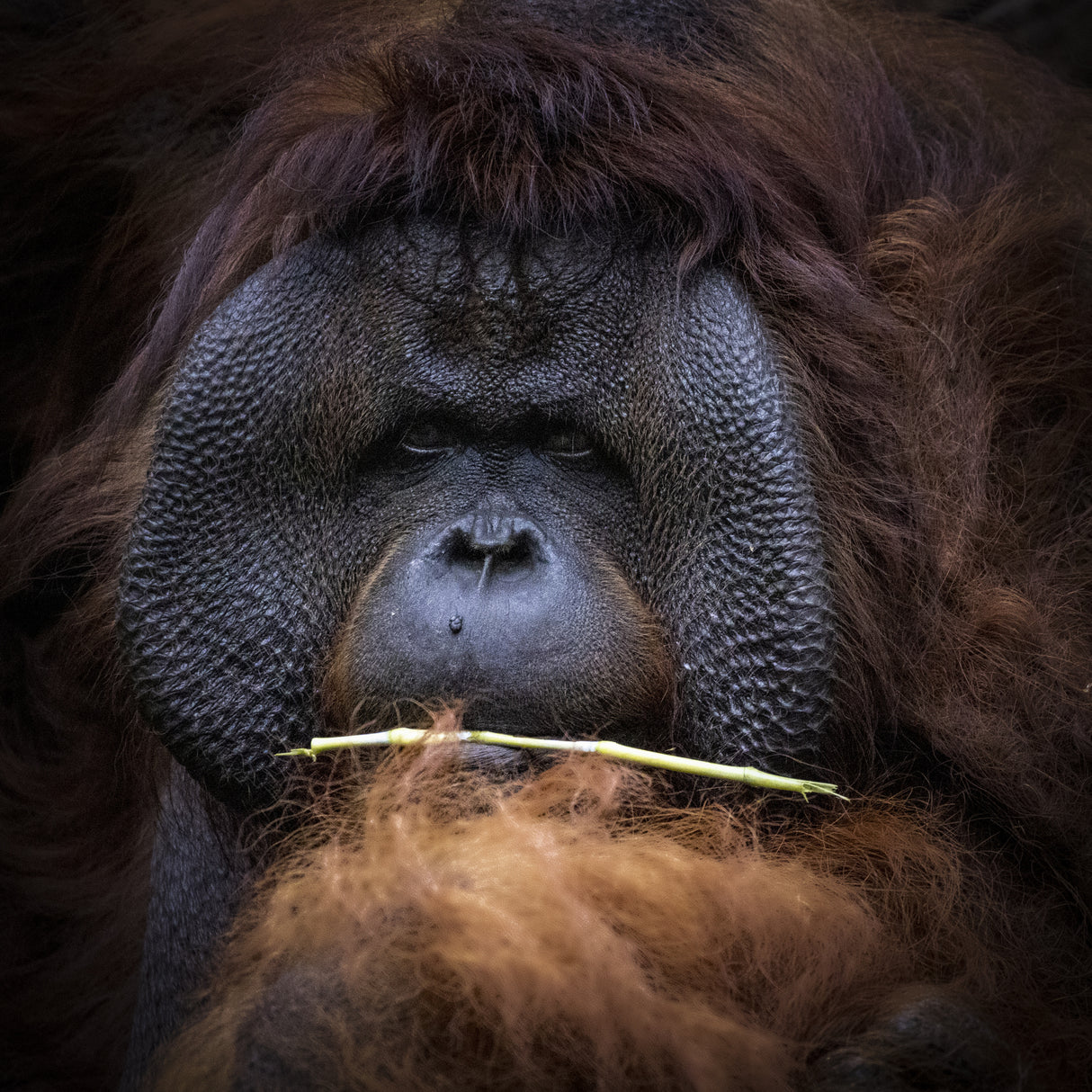 Orang Utan Poster och Canvastavla