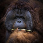 Orang Utan Poster och Canvastavla