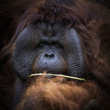 Orang Utan Poster och Canvastavla