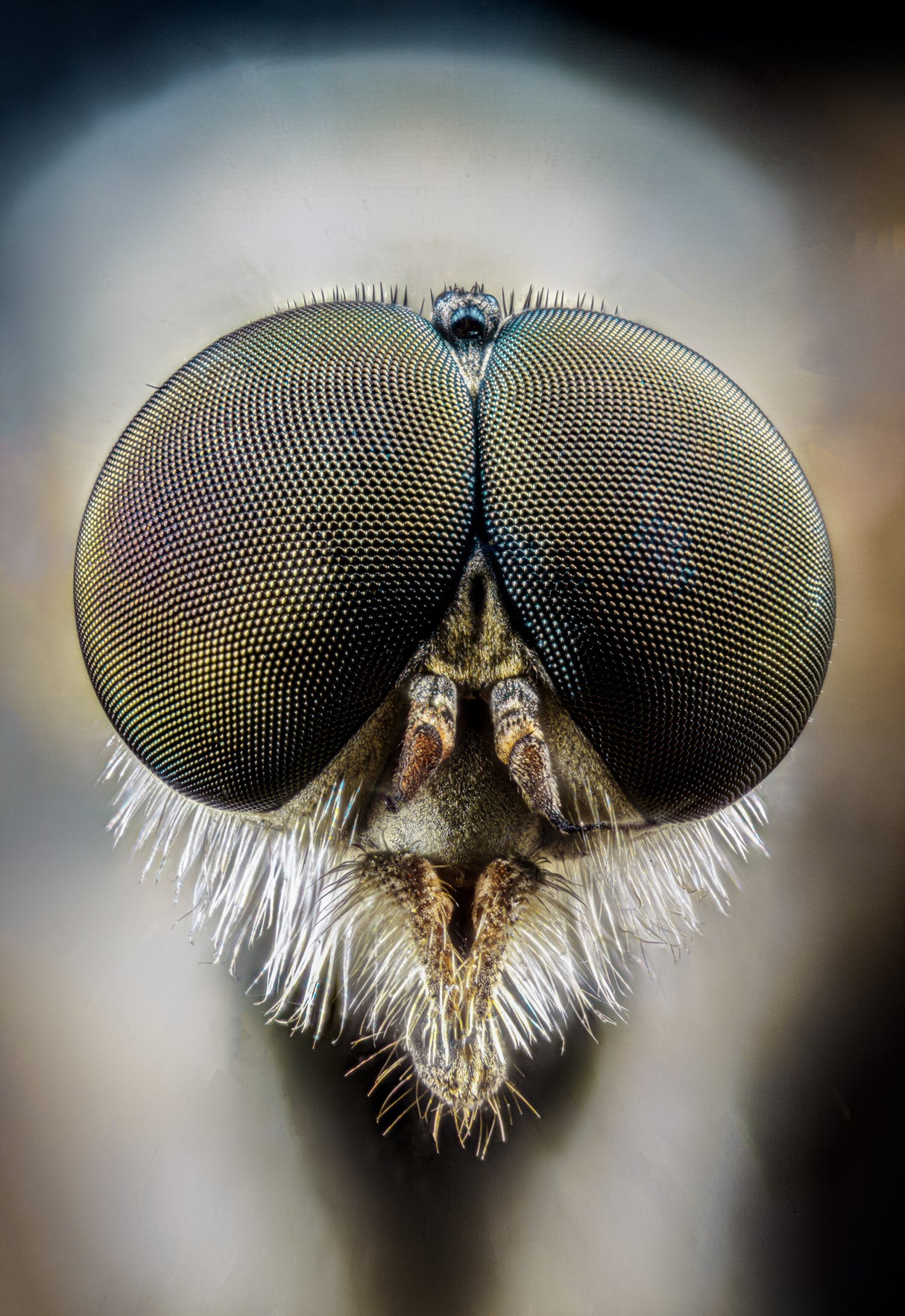 Rhagionidae Poster och Canvastavla