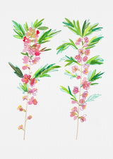 Dwarf Russian almond or Prunus tenella botanical painting Poster och Canvastavla