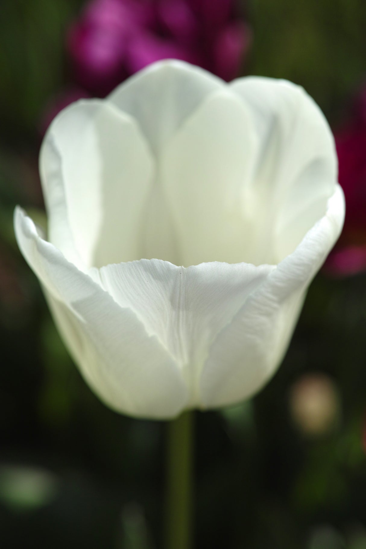 white tulip close up Poster och Canvastavla