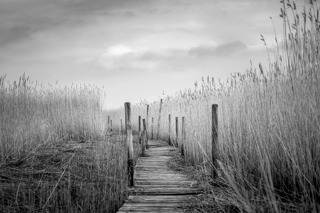 The plank bridge Poster och Canvastavla